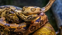 साँपों की यह अजीबोगरीब प्रजाति जो बिना सम्बन्ध बनाये देती है जन्म - facts about boa constrictor snake