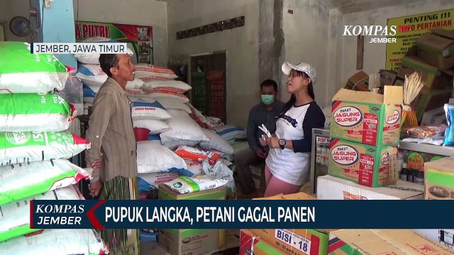 Pupuk Subsidi Langka di Pasaran, Sejumlah Petani di Jember Gagal Panen