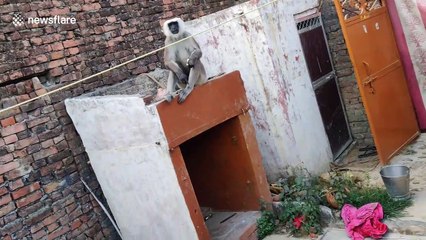 Monkey makes himself feel at home, breaks bread with owners in backyard of Indian home