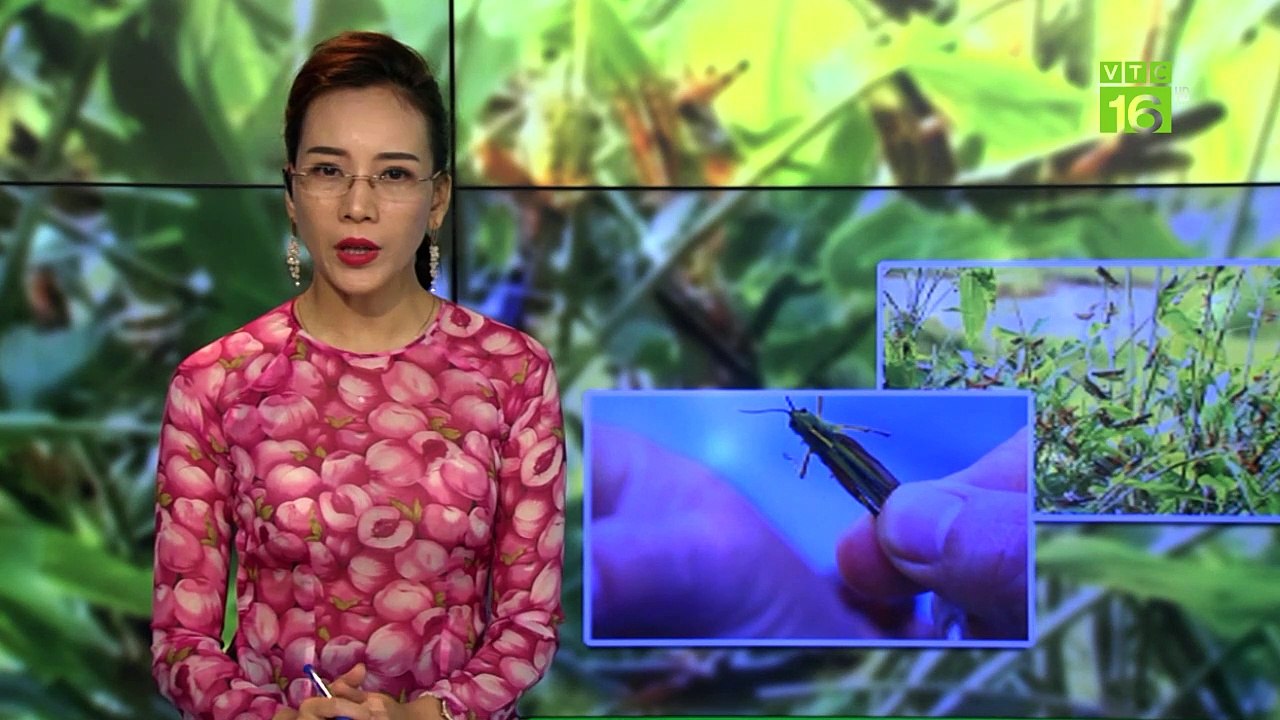 Hàng triệu con châu chấu đang tàn phá hoa màu | VTC16