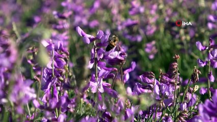 Arıcılar yüksek kaliteli bal için hasadı 20 gün geciktirdi