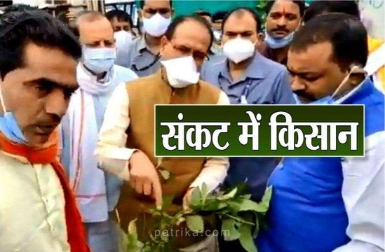 फसल बीमा योजना की तिथि बढ़कर 31 अगस्त