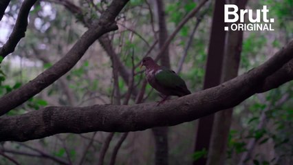 Le cagou, oiseau sauvé de l’extinction