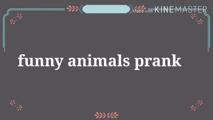 Dynasore ,Tiger prank mast watch very funny reactions from the people.