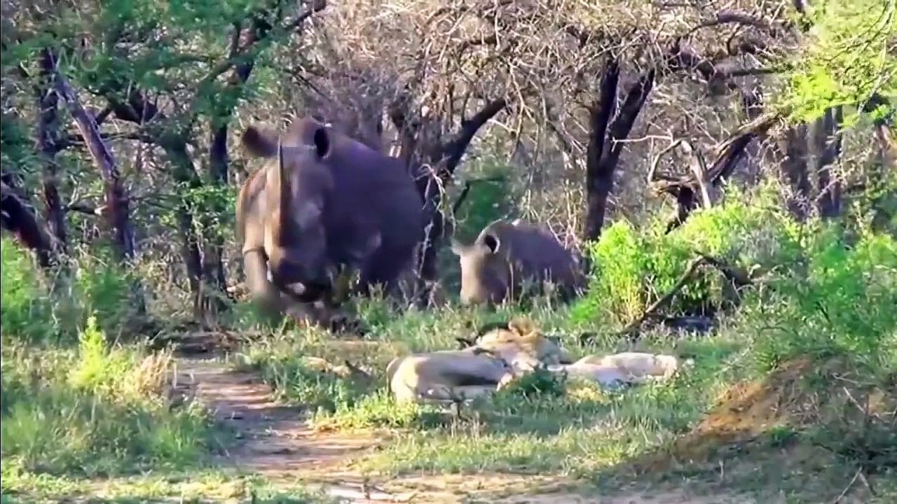 EWC!!!- Mother Rhino Save Her Baby From Lions, Elephant – Hippo vs Lions