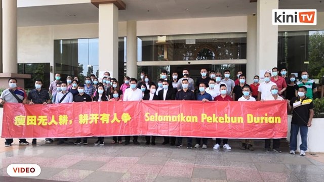 Semakan kehakiman 111 penanam durian Raub didengar 28 Oktober