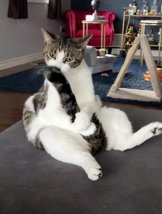 Un chat fait sa toilette bizarrement