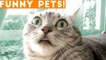 Ultimate Funny Pets of the Week March 2018 _ FPV ft. Best Sleepy & Scared Animals, Funny Cats Sounds