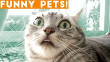 Ultimate Funny Pets of the Week March 2018 _ FPV ft. Best Sleepy & Scared Animals, Funny Cats Sounds
