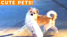 Best Cute Pets of the Week Compilation ft. Dogs & Cats _ Try Not to Laugh Funny Pet Videos FPV 2018