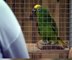 Parrot from Lincolnshire Wildlife Park sings Beyoncé