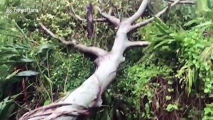 Typhoon Maysak uproots trees in Okinawa, Japan