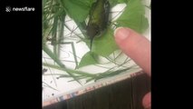 US nurse rescues and releases injured hummingbird trapped in spider web