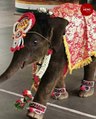Elephant calf plays with tub of water at Karnataka temple, video goes viral