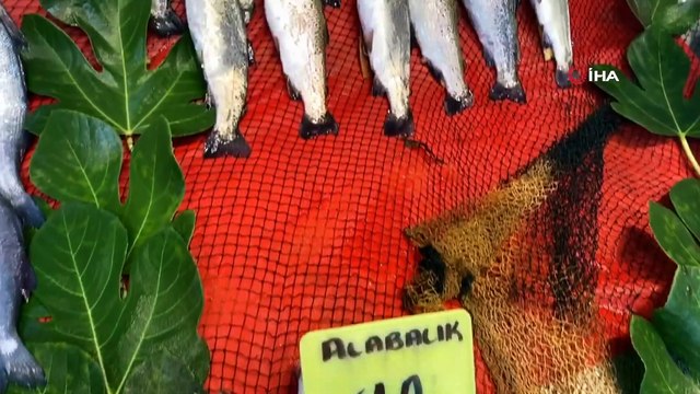 Yeni sezonun ilk balıkları tezgahlarda