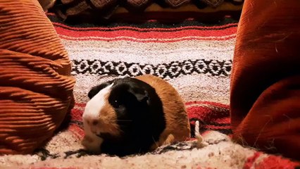 CAVIA PORCELLUS PARSLEY 20191003_080731