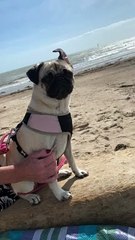 Edna the Pug Lets Ear Flap in the Breeze