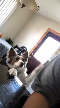 Clever Dog Puts Paws up for More Hugs