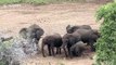 African Elephants drink clean water from wells they dug themselves