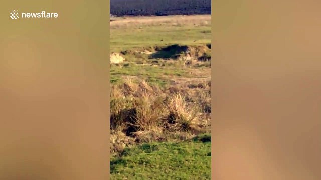 Mud volcano erupts killing buffalo and poisoning farmers with toxic gas in Indonesia