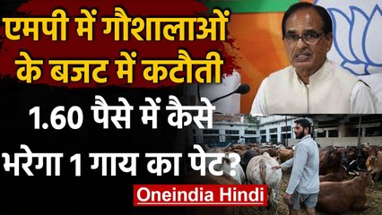Madhya Pradesh: Shivraj Govt ने घटाया गायों का बजट, 90 फीसदी की कटौती आवंटन | वनइंडिया हिंदी