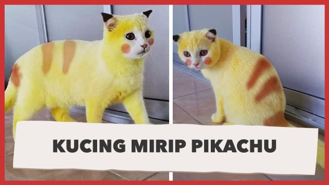 Kucing Mirip Pikachu, Warnanya Berubah Kuning Setelah Diobati