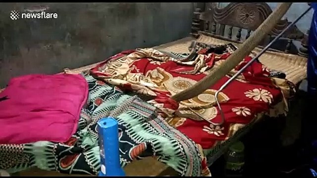 Snake rescuer finds cobra hiding underneath Indian resident's mattress