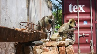 Monkeys Having Their Food | Free To Use HD Stock Video | Beautiful Sri Lanka | #31