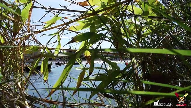 Martigues : les Rameurs Vénitiens sont à l'honneur ce week-end
