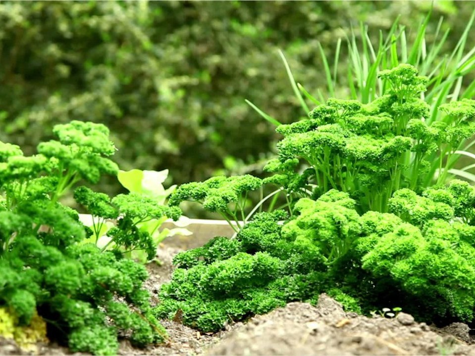 Eigenes Kräuterbeet: So gedeihen die Pflanzen besonders gut