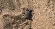 Une vingtaine de bébés tortues sont nées sur la plage de Fréjus
