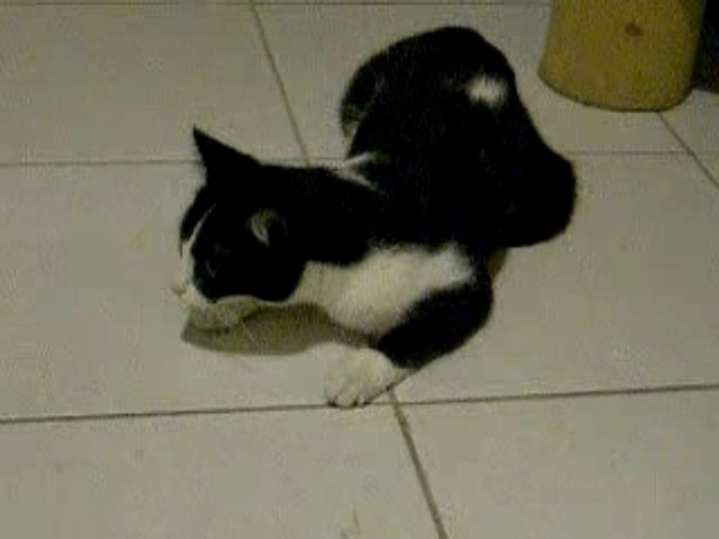 Chat Bourre Video Dailymotion