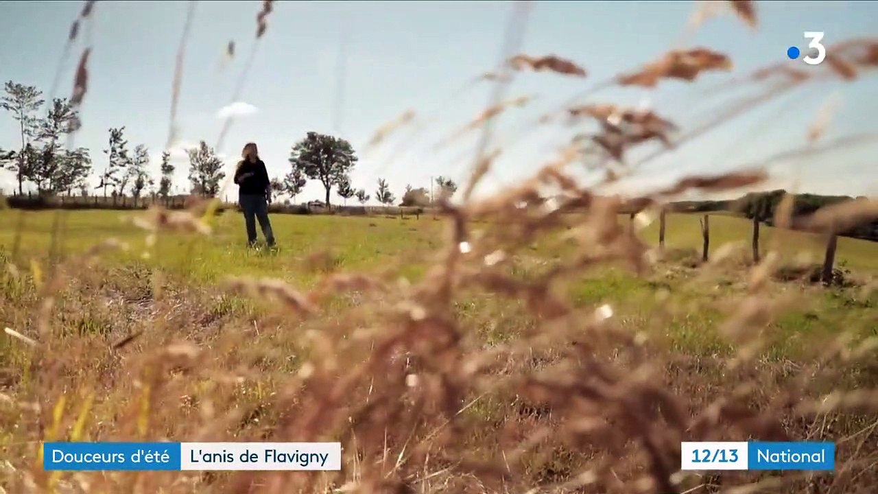 La longue histoire de l'anis de Flavigny