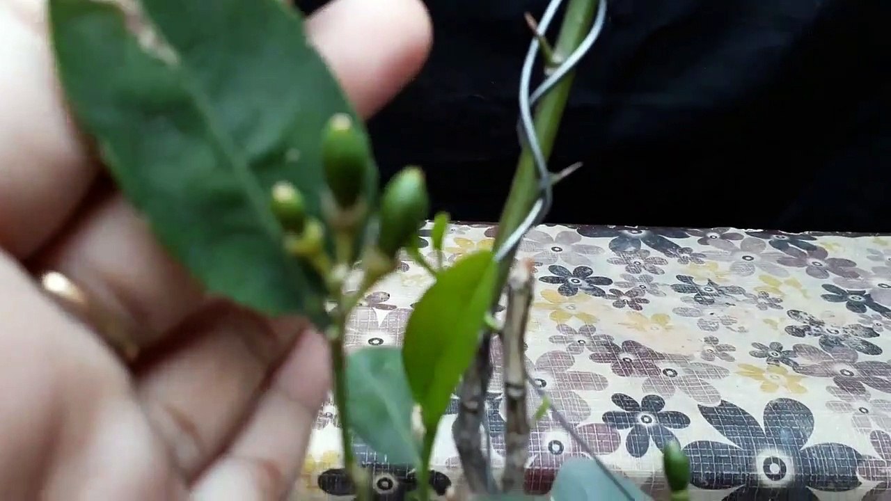 Indian Lemon Tree care -- bengali lemon tree care