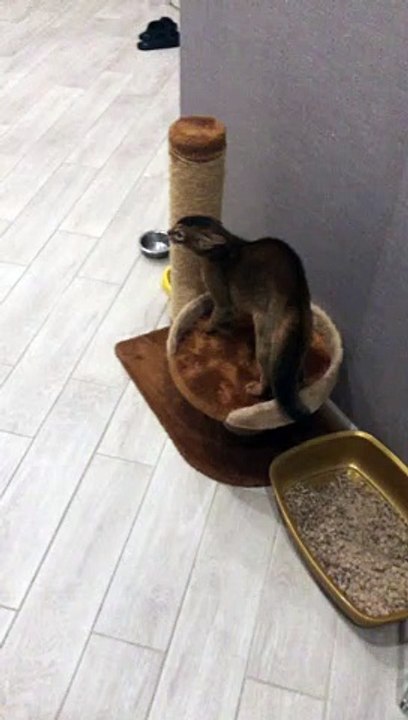 Cat Doesn't Like Dino Mask