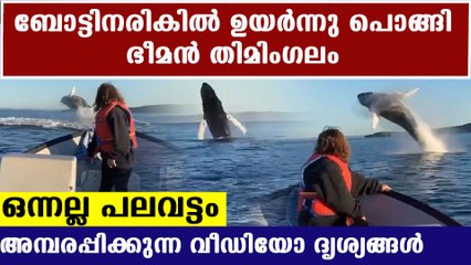 blue whale jumping and playing near boat | Oneindia Malayalam