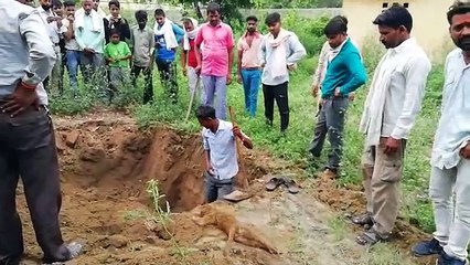 पी डब्लू डी परिसर 11 बंदरो की मौत के बाद जागा प्रशासन