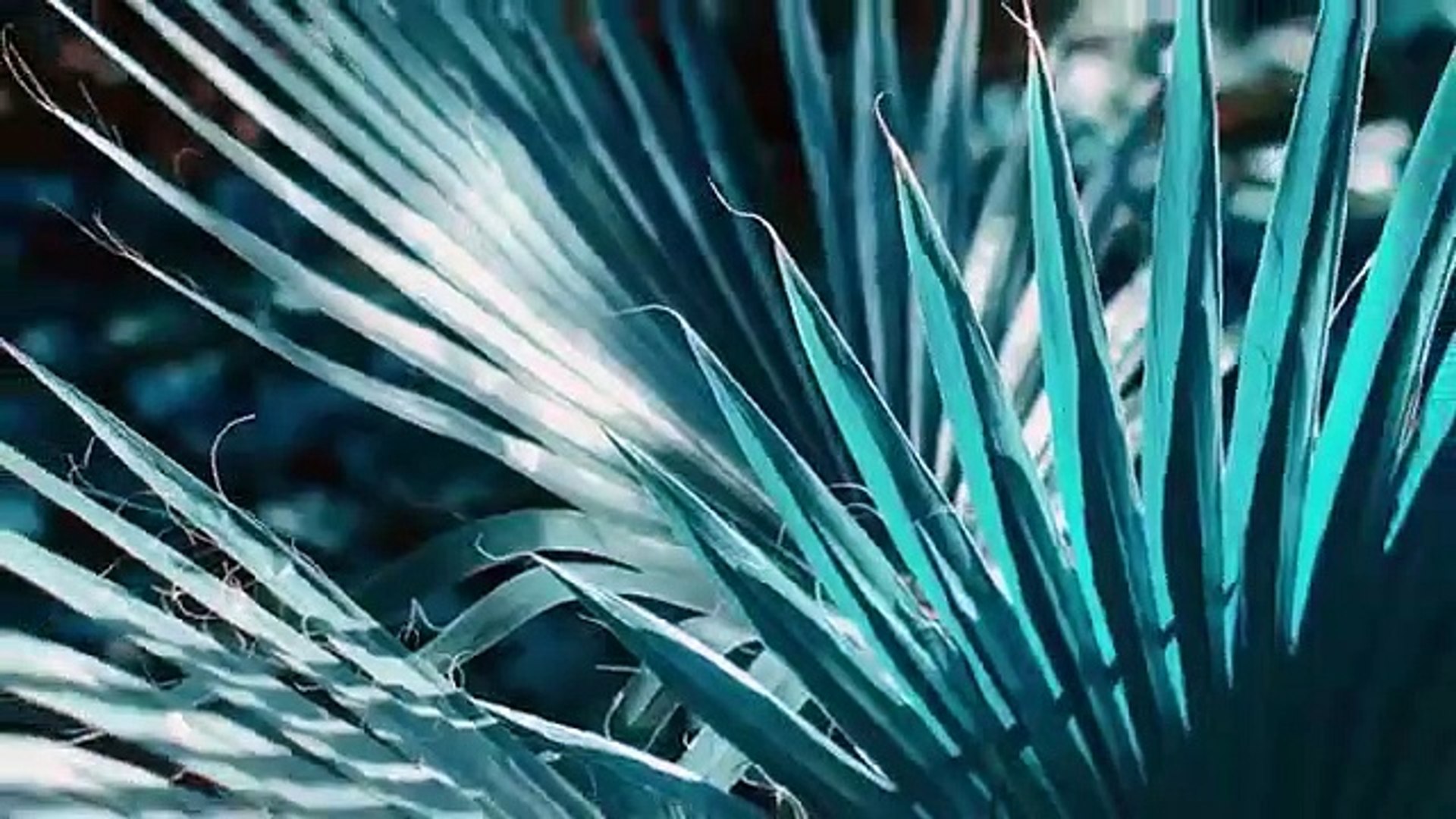 ⁣INNA - No Help _ Official Music Video - YouTube (360p)