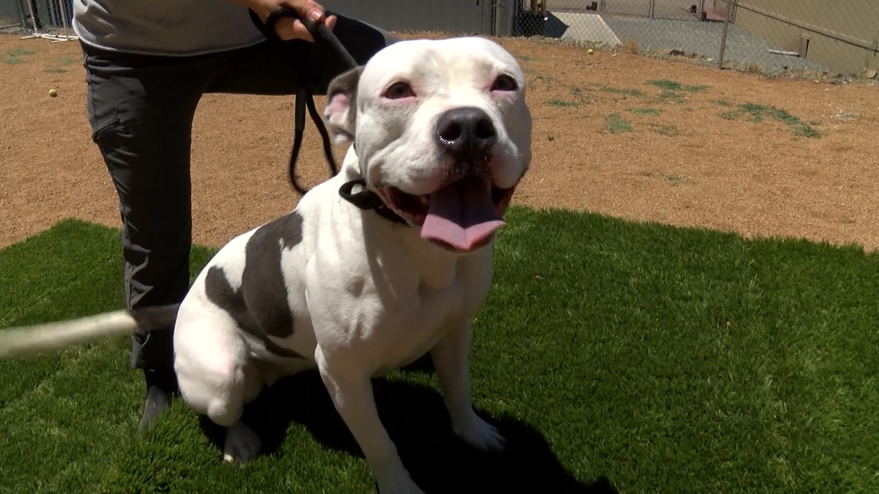 Yavapai Humane Society Dog Adoptions