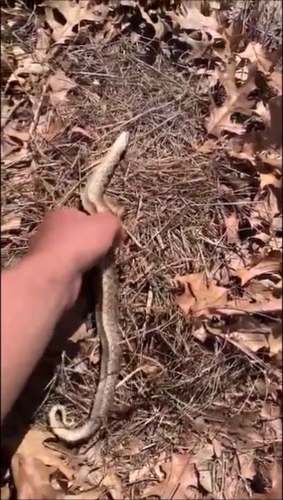 Ce serpent fait le mort à la perfection... mali...