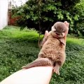 Cute baby animals Videos Compilation cutest moment of the animals - Soo Cute! #16