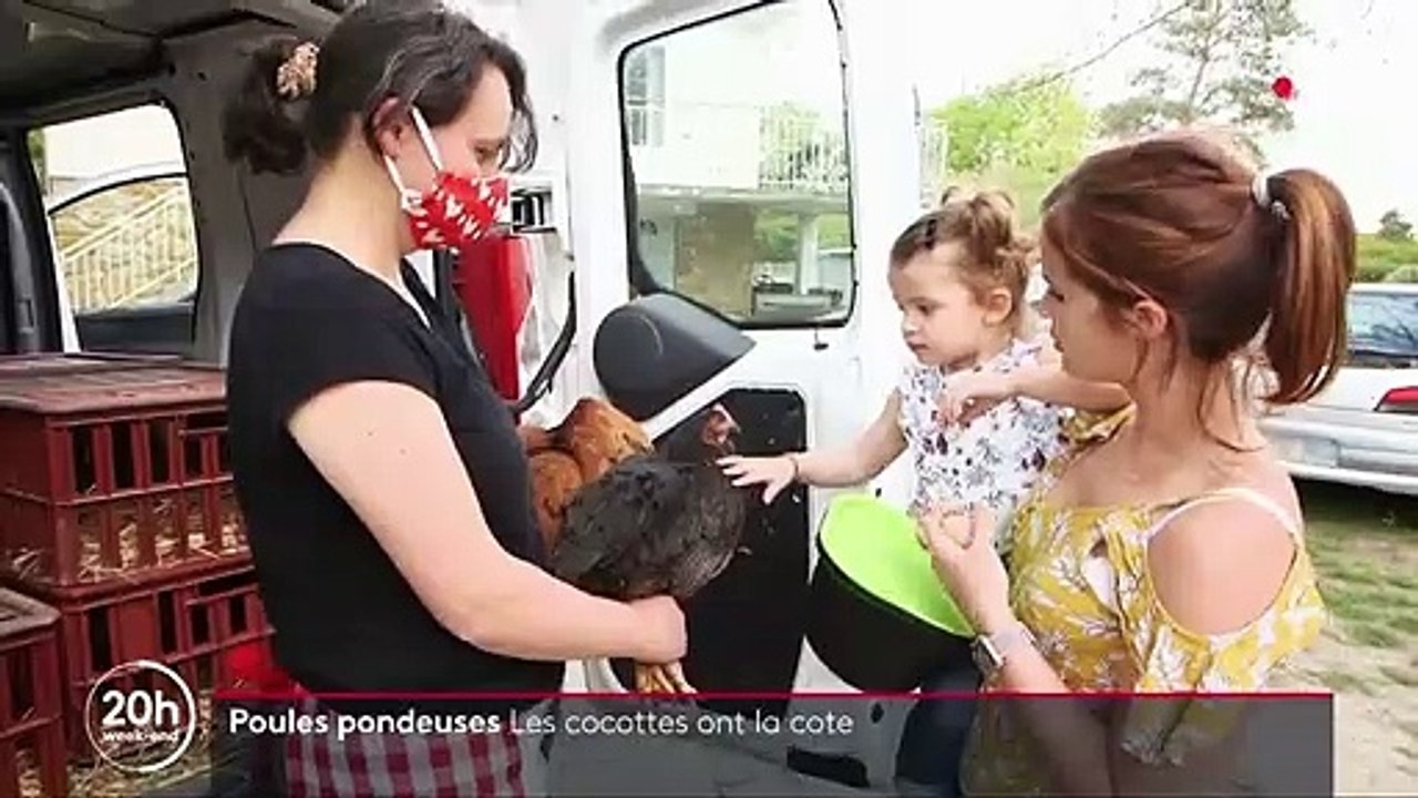 Poules pondeuses : les cocottes ont la cote dans les foyers