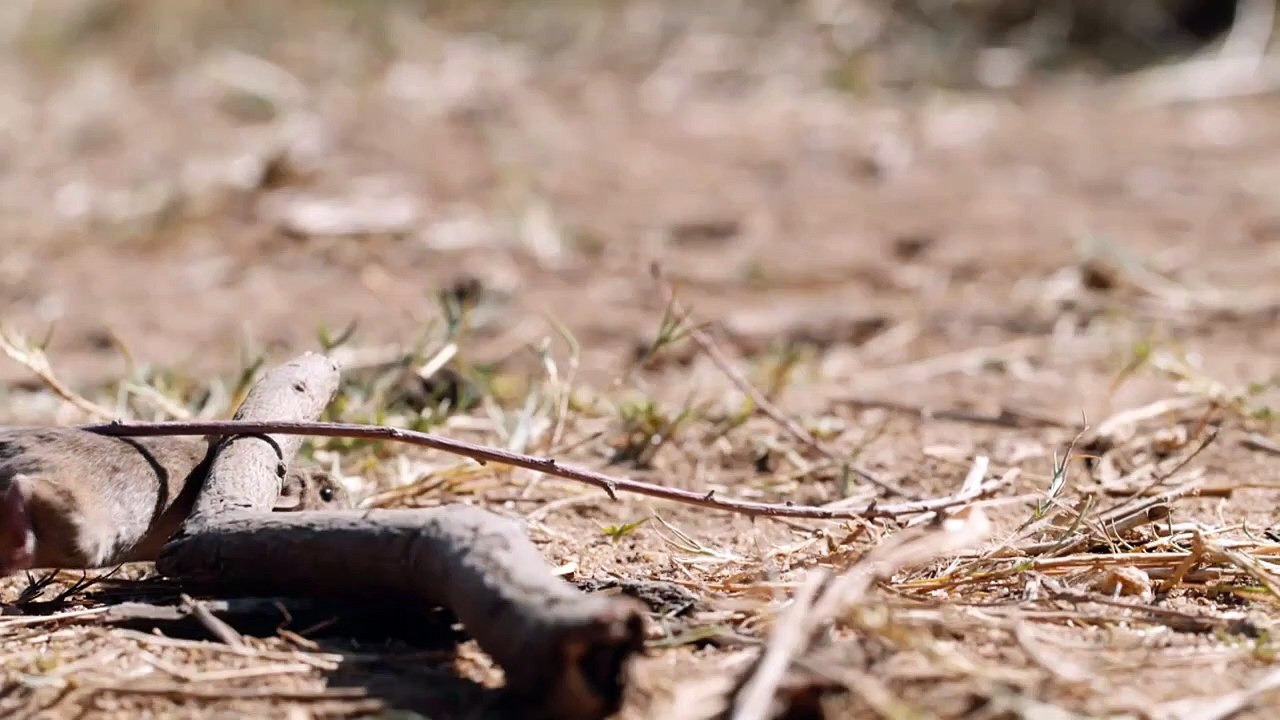 Tough Life Of Young Honey Badger | Nature Documentary HD 1080P (English Subtitles) #DocuEngsubChannel