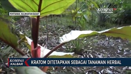 Pemerintah Tetapkan Kratom sebagai Tanaman Herbal
