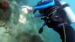 Israeli Paraplegic Diver Dons Wet Suit To Clean up Sea From Trash and Debris