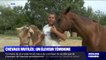 Chevaux mutilés: cet éleveur du Vaucluse a retrouvé sa jument éventrée et son poney blessé