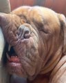 Dog Funnily Snores Like Human While Sleeping