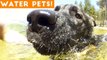 The Best Pet & Animal WATER FAILS & BLOOPERS of 2018 Weekly Compilation _ Funny Pet Videos