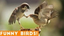 Funny Parrot & Bird Videos Weekly Compilation 2018 _ Funny Pet Videos