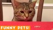Funniest Pets of the Week Compilation February 2018 _ Funny Pet Videos